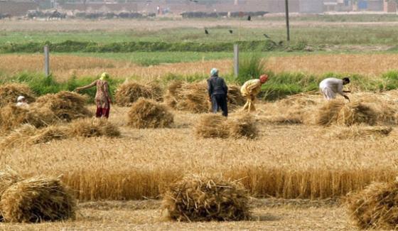 Wheat Cutting In Punjab Including Sargodha