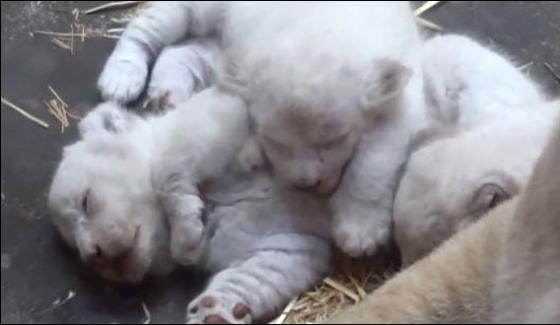 Rare Breed Of Young Lions Arrives In France Zoo