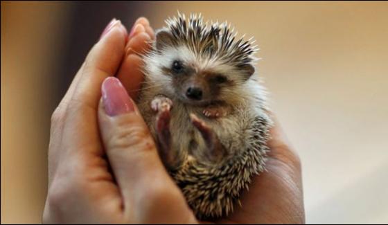 Hedgehog Cafe Opens In Tokyo To Promote Animals