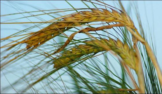 16 Centers For The Purchase Of Wheat Establish In Multan