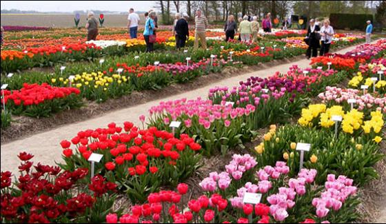 Annual Tulips Exibition In Isatanbul