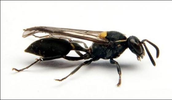 Wasp Venom Is Used To Treat Cancer