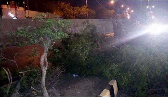 Cutting Trees At Shahrah E Faisal