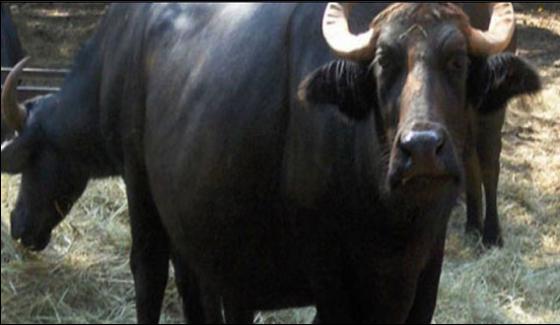 President Reaches Multan Buffalos Walk On Empty Road