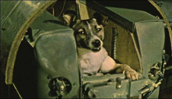 Dog Is The First Animal To Travel Space