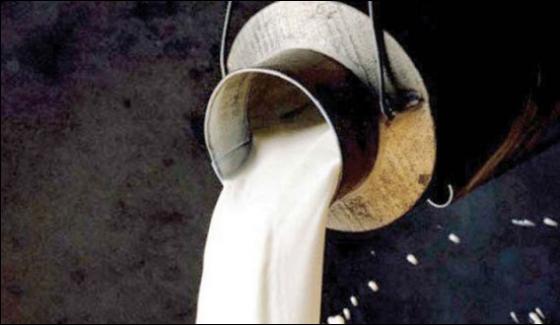 Gujrawala 1300 Litre Contaminants Milk Spilled In The River