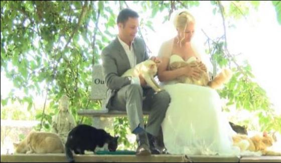 Cats Become Wedding Guests In Canada