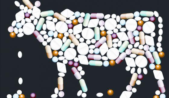 Uk Animals Consider Banning The Use Of Antibiotics