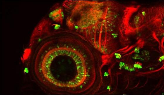 Dna Tape Recorder To Trace Cell History