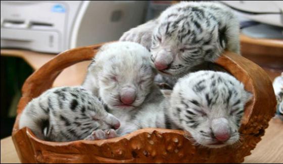 Multan Land Lords Tigress Gave Birth To 4 Cubs