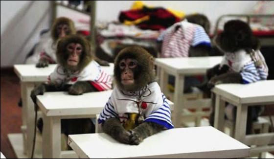 China Opens Performing School For Monkeys
