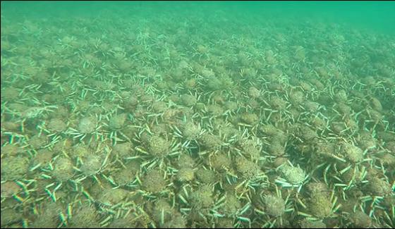 Australia Interesting Seen Of Millions Of Crabs Gathering In Sea