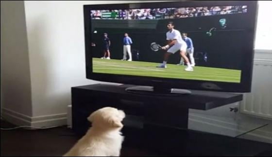 Dog Crazy Of Tennis Match Watch On Tv