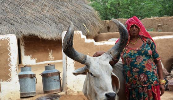 Cow Urine A Precious Commodity In India