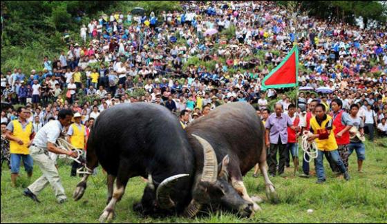 Bull Fight Festival In China