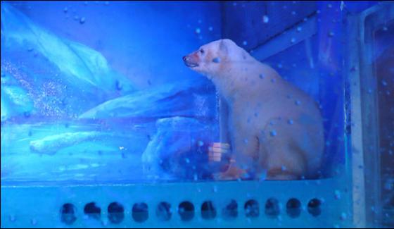 World Saddest Polar Bear Kept In Chinese Mall