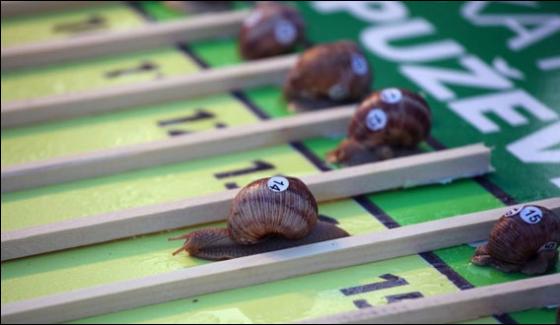 Snail Racing World Chmapionship Held In Britain