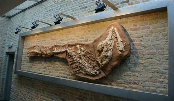 Dinosaur Skeleton Set For Auction In Angola