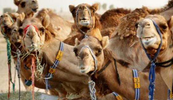 Camel Milk The White Gold Of Dubai