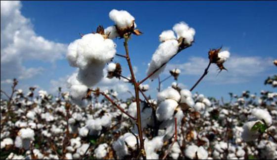 Punjab Reduction In Cotton Rate Due To Rain