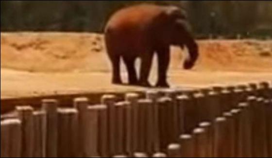 Elephant Killed 7 Years Old Girl