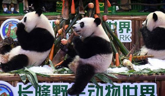 Pandas Birthday Celebrations