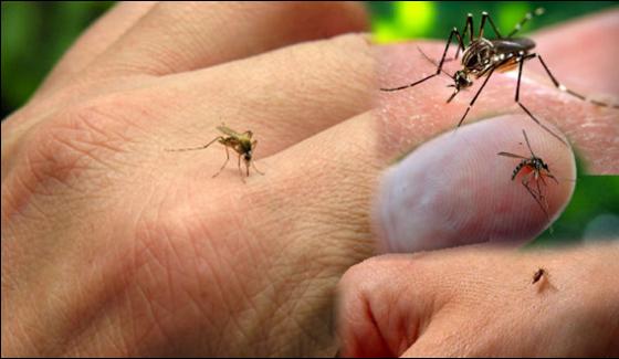 Why Mosquitoes Bite Learn Secrets