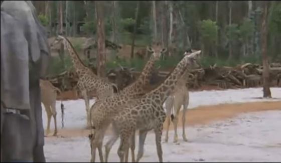 Chinazoo Presented 9 Giraffe First Time For Peoples