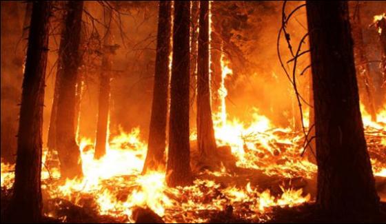 Us Forest Fire Was 20th Worst In History