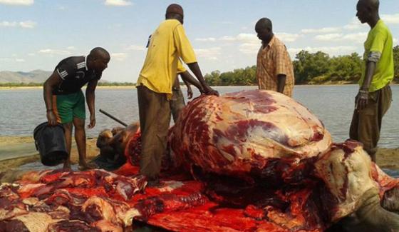 Africa Tribes Eat The Meat Of Crocodile And Hippopotamus