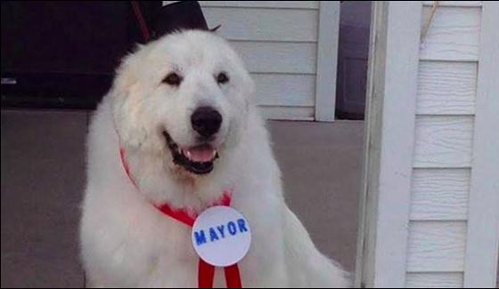Us State Dog Becom A Mayor Third Time