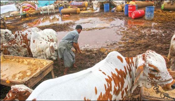 Rain And Duststorm Creates Problems For Cattle Market In Karachi