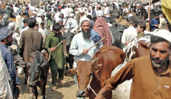 Campaign Against Congo Virus In Cattle Markets Peshawer