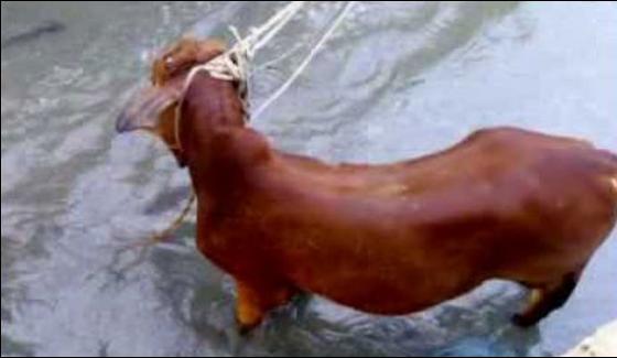 New Karachi Cow Down In Sewrage Nala