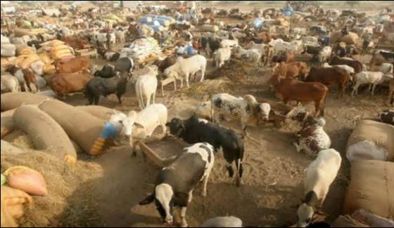 Balochistan Spraying Campaign To Prevent Congo Virus In Cattle
