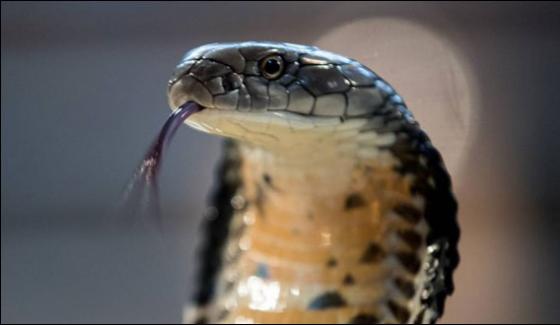 King Cobra Found From Home In China