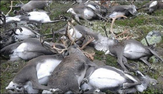Lightning Kills More Than 300 Reindeer In Rare Mass Death