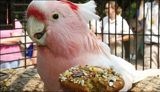 World Oldest Parrot Died In 83 Years