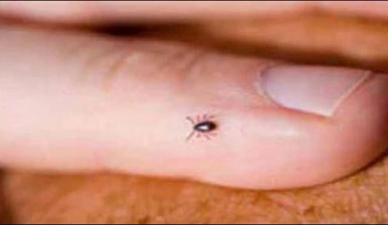 Two More Case Of Congo Virus In Multan