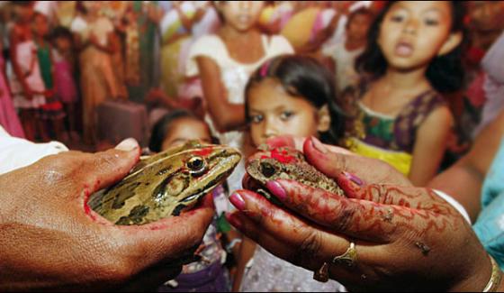 Wedding Of Frog Rain In India