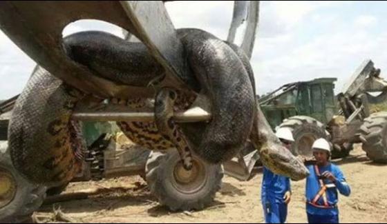 Brazils 33 Feet Long Anaconda People In Fear