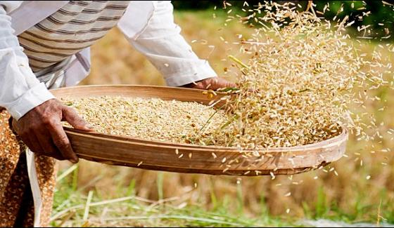 Badin Rice Developed Rice Started To Supply In Market