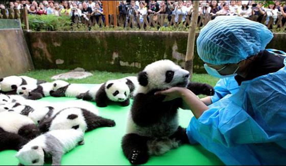 China 23 Baby Pandas Presented To The Public For The First Time