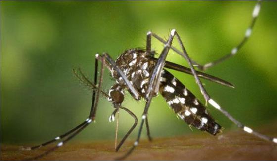Ten Year Old Girl Died Of Dengue Fever In Karachi