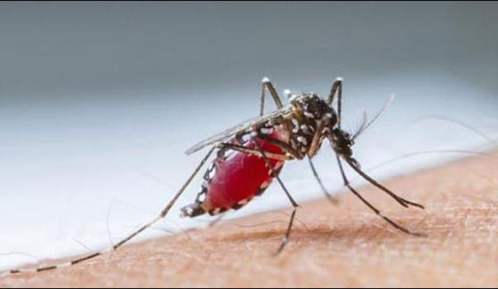 Multan Control On Dengue Issue