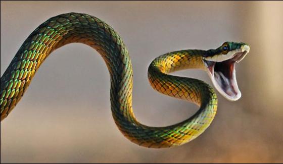 Multan Snake Biting Claims Two Lives