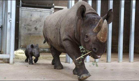 Little Rhino Captured Attention In Us Zoo