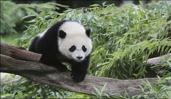 Female Panda From Washington Will Be Shifted To China
