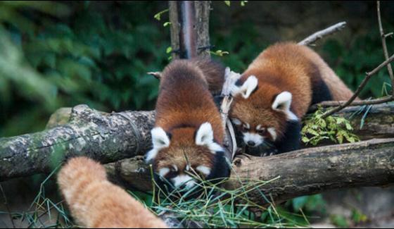 Chicago Displaying Two Rare Baby Red Pandas