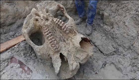 Ice Age Complete Animal Skeleton Found In Michigan